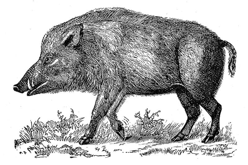 Boar