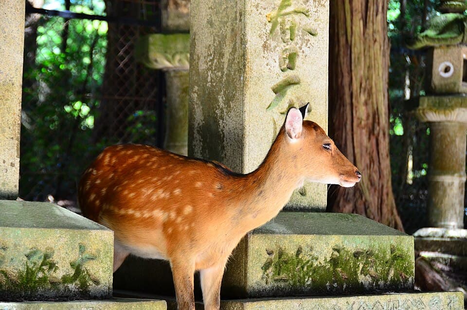 Deer